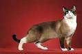 猫咪便秘可以喝牛奶吗?如何正确帮助猫咪来治疗便秘!