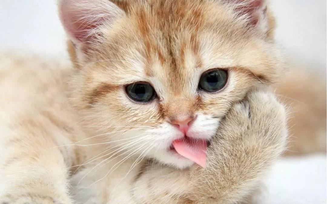 猫咪吐毛球怎么办 猫咪如何正确选择化毛膏服用