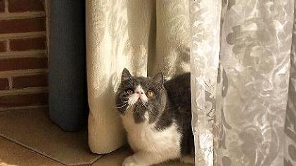 猫咪在拉稀,可以为猫咪进行驱虫吗?