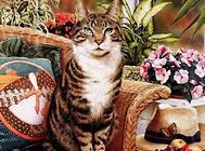 猫咪为什么乱撒尿?又该怎样解决?