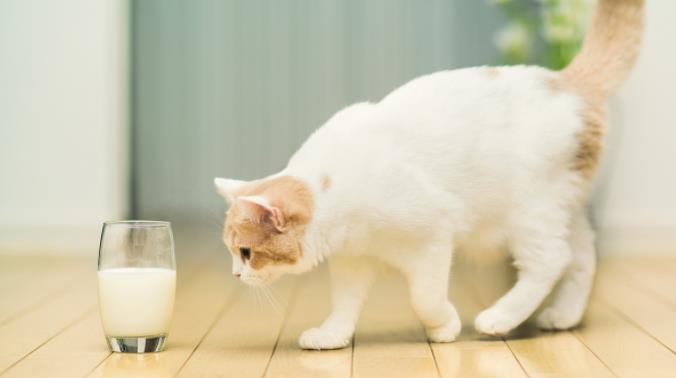 哪些食物猫咪碰不得? 猫咪饮食禁忌你要了解!