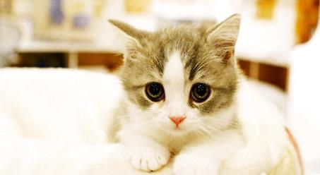 猫咪训练的几个技巧和注意事项,新手训猫养猫必看!