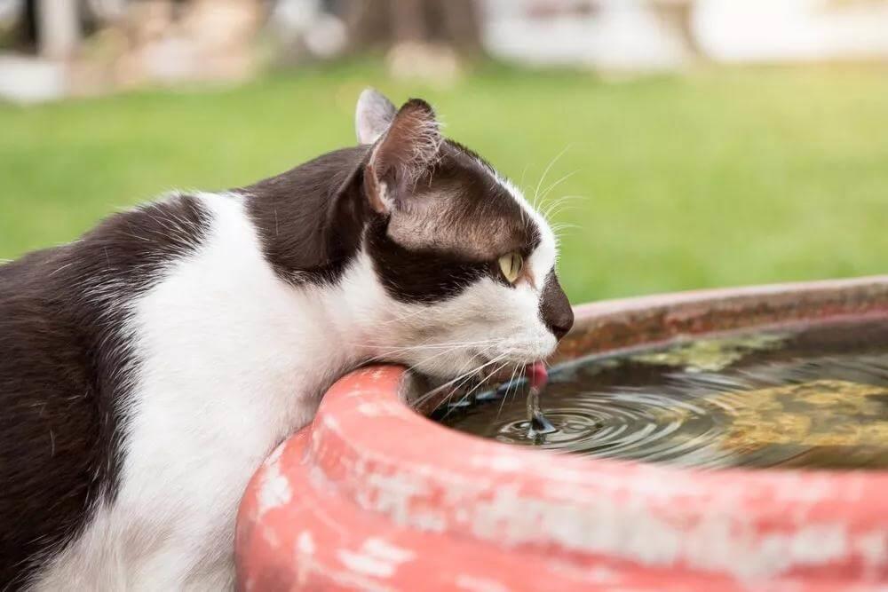 猫咪吃干粮或罐头，每天需要额外喝多少水呢？