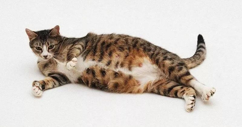 繁育人要知道的：孕猫子宫与胎儿关系示意图
