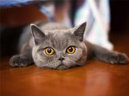 猫咪不会使用猫爬架，应该如何训练？