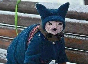 猫咪冬日取暖应该注意四大误区!