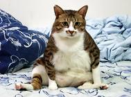 怎么解决猫咪乱吃东西的习惯？