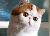 异国短毛猫怎么做日常护理