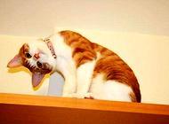 猫咪狗狗为什么喜欢做“歪头杀”这个动作？