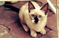 怎么培养猫咪吃饭的规矩?猫咪吃饭习惯!