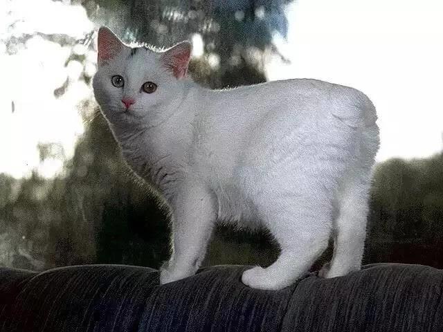 养无尾猫就等于是在虐待动物！