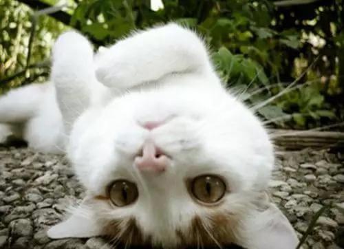 猫咪之间会喵喵叫吗？它们是怎么交流的？