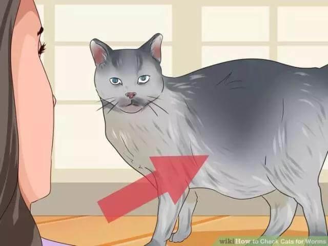 和猫一起睡或摸猫会感染寄生虫吗？