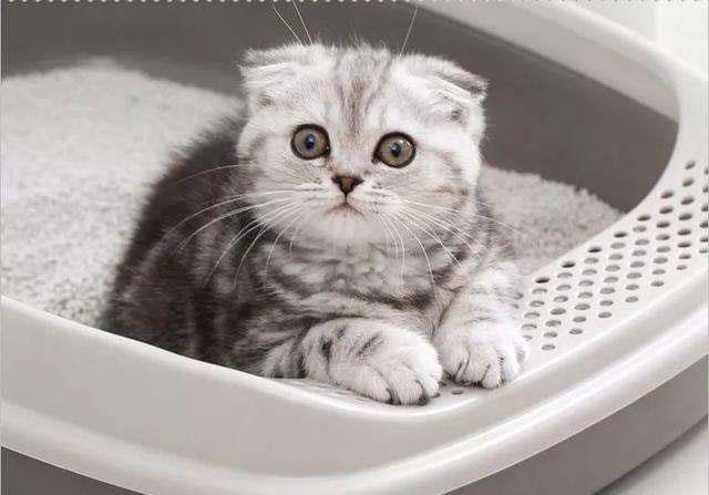 十条容易被忽略的猫砂盆使用要点