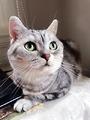 绝望了,猫咪耳螨怎么治才能不反复?