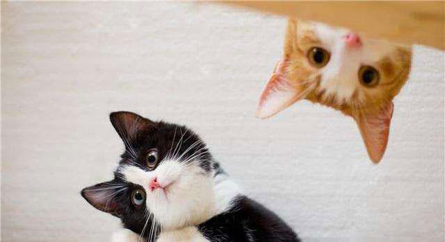 玻璃心的猫咪都会因为哪些事情而倍感压力?
