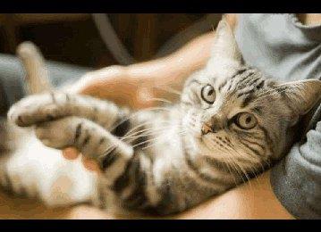 怎么训练猫咪使用猫砂？这种方法非常有效！
