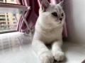 猫咪耳螨怎么治好的?彻底治好猫咪耳螨的办法!
