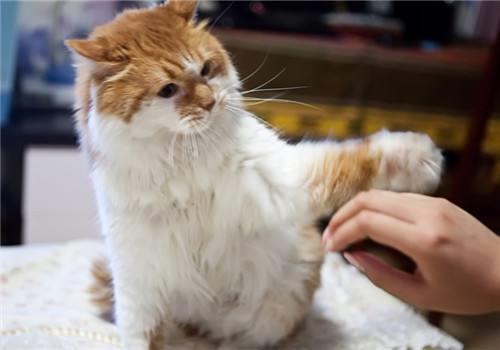 如何让你的猫咪变得乖巧听话？温柔猫咪养成方法！
