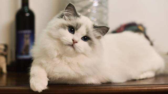 猫咪犯错后该如何去训练？记住这四种方法！