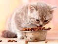 给猫咪驱虫多久一次?你真的知道吗!
