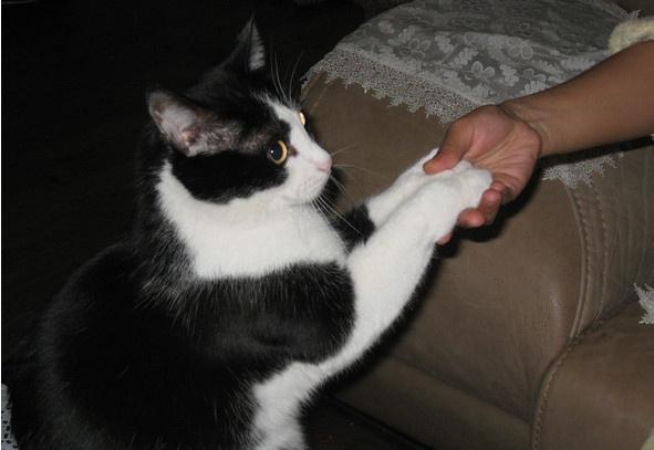 如何让猫咪学会握手？这6项技巧你需要掌握！