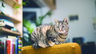 猫身上的寄生虫有什么危害?上万寄生虫陪你睡?