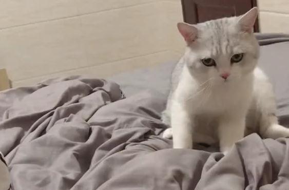怎么训练猫不上床？训练猫咪的三大原则！