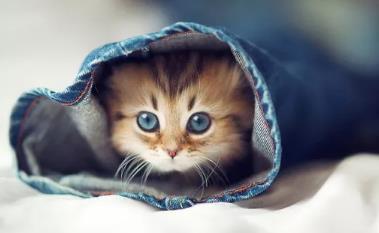 新手养猫指南:手把手教你猫咪驱虫药怎么选?