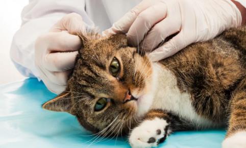 还在为猫咪耳螨困扰吗?防治猫猫耳螨的方法!