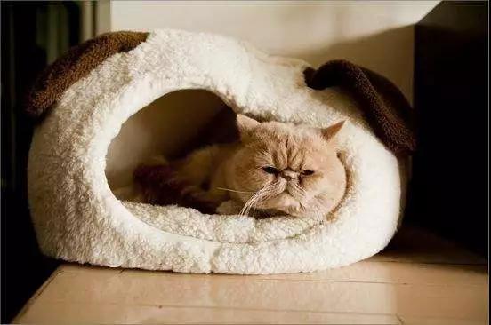 猫咪喜欢到床上睡觉，如何让猫学会在窝里睡觉？
