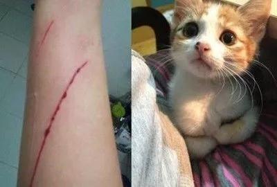 猫咪老是抓人？应该如何避免猫咪对人的攻击？