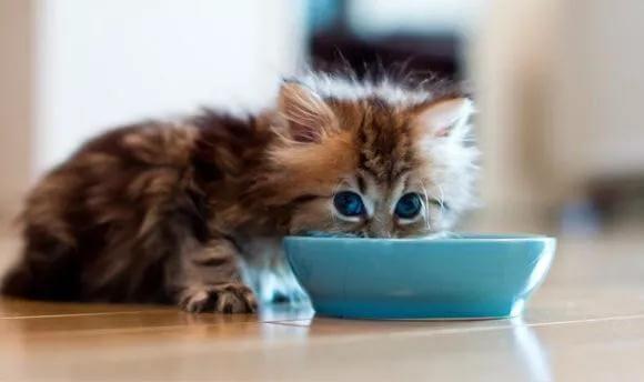 猫咪不爱喝水怎么办，让猫咪多喝水的5个小妙招帮到你！