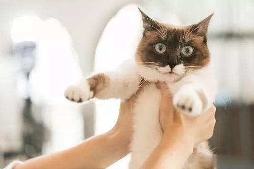 我的猫咪爱咬我怎么办（二）