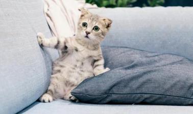 如何给猫咪驱虫?戳进来了解一下!