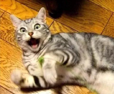 猫咪出现应激反应怎么办？