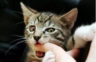 我的猫爱咬我怎么办（一）