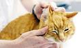 猫长耳螨怎么治?铲屎官们一定要坚持!