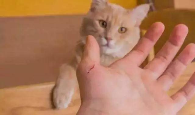 怎样阻止两只正在打架的猫，你用对方法了吗？