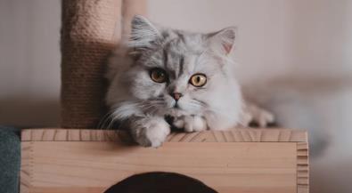 寄生虫害人害猫,猫咪驱虫有多重要?