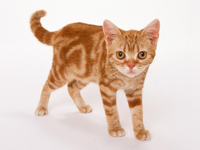 如何让小猫的性格变好？