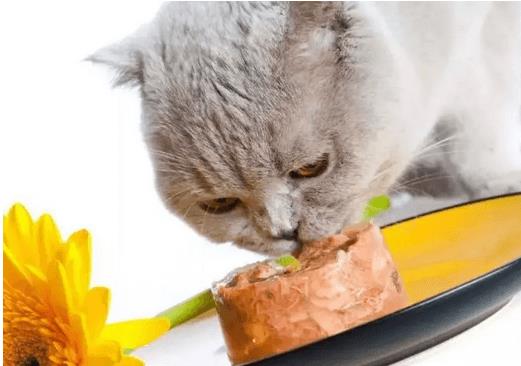 猫咪应该怎么吃？猫咪喂干粮好，还是主食湿粮好？