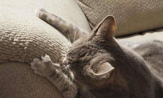 四步让猫咪不再乱抓家具！
