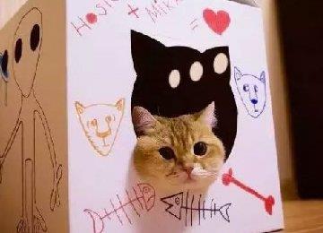 猫咪为什么总爱钻纸箱子，猫咪钻纸箱子是什么原因？
