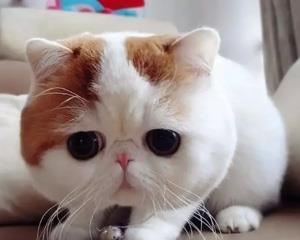 为什么猫咪会抓人，又该怎么纠正猫咪抓人的坏习惯？