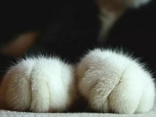 猫咪为什么会有脚臭？
