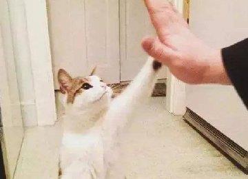 猫咪应该怎么交流？与一只猫正确的交流方式是这样的