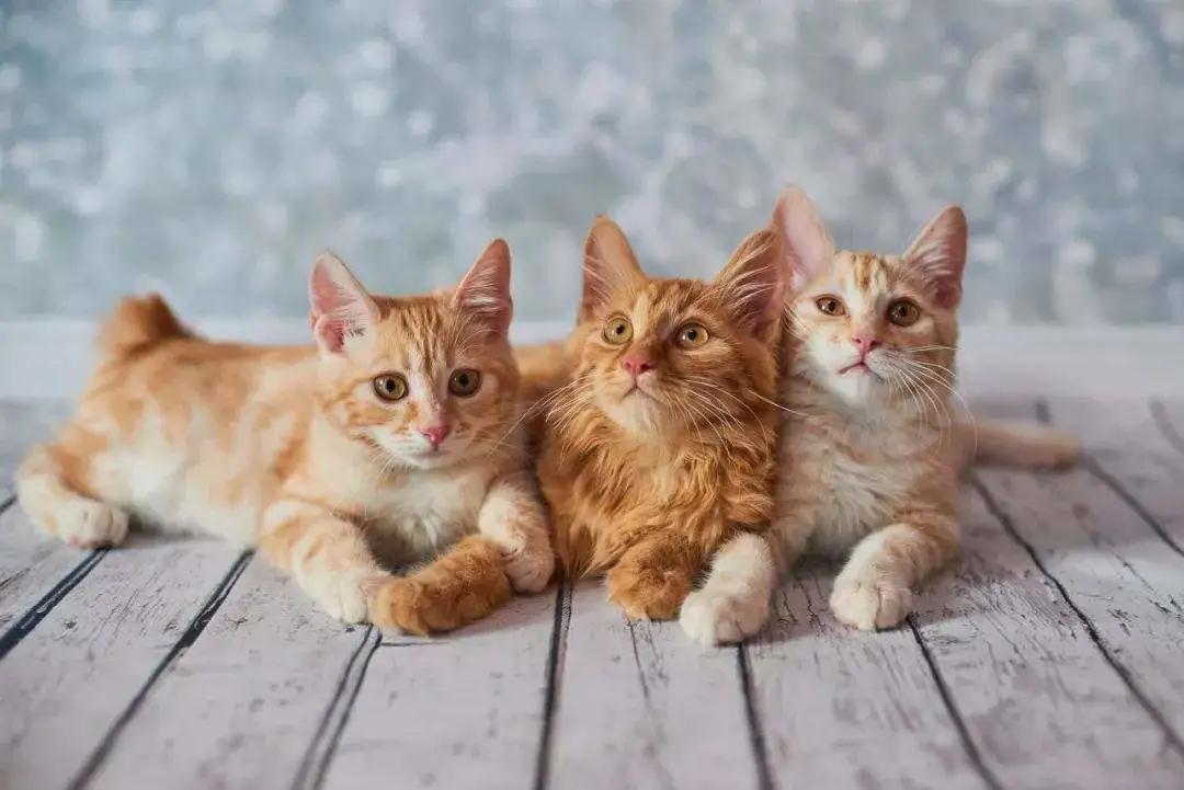 猫与人类传染病：猫在历史上的功过