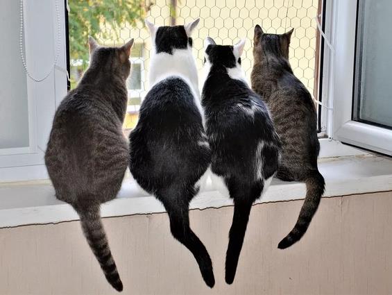 两只猫咪打架应该怎么制止和预防？