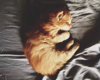 猫咪晚上不睡觉怎么办? 学会这招就能轻松解决!